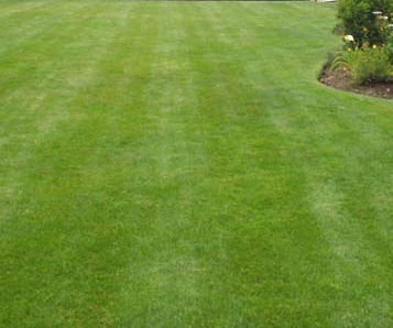 Leamington Grass Cutting